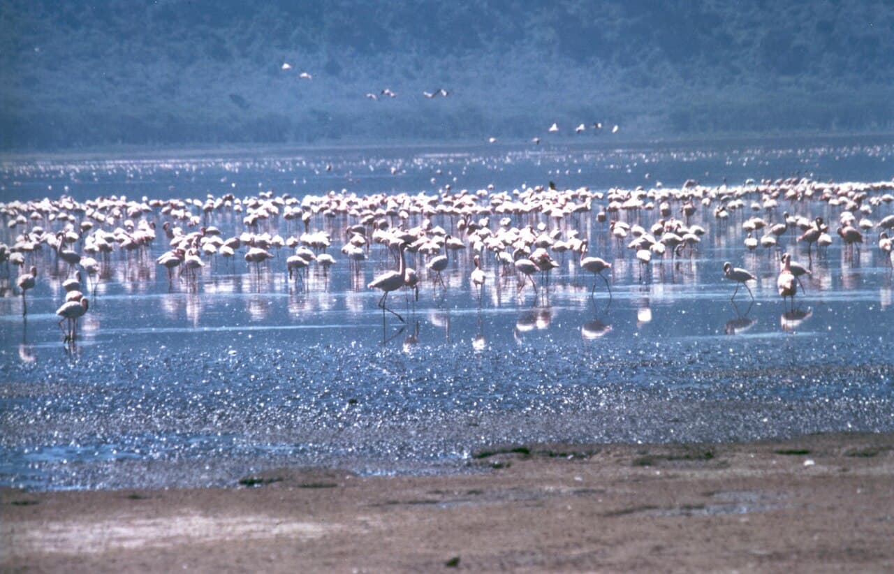 Discover Ethiopia's Great Rift Valley lakes, each with unique ecosystems, from bird-rich Lake Langano to the flamingo-filled waters of Lake Shalla, with opportunities for hiking, birdwatching, and cul
