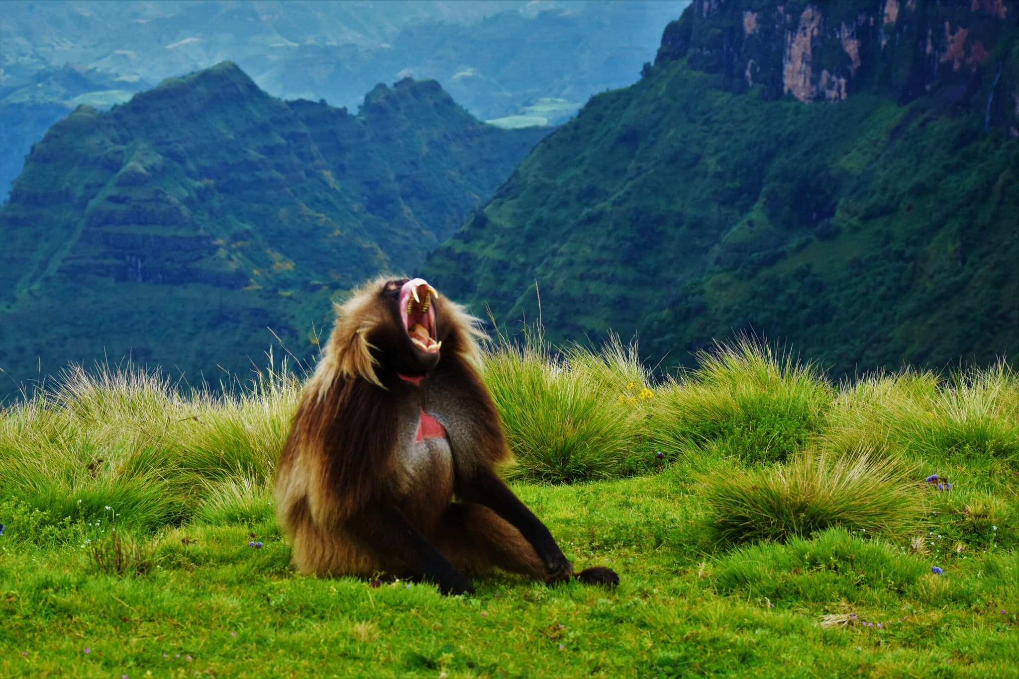 UNESCO World Heritage site known as the 'Roof of Africa' with dramatic escarpments, deep valleys, and unique wildlife including Gelada baboons and Ethiopian wolves. Africa's most spectacular mountain 